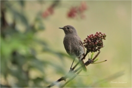 <p>REHEK DOMÁCÍ ( Phoenicurus ochruros) Slovensko - Volovské vrchy - Hnilčík ----- /Black redstart - Hausrotschwanz/</p>